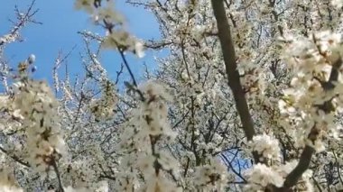 Baharda çiçek açan elma ağacının beyaz çiçeklerinde vızıldayan arılar. Slovakya