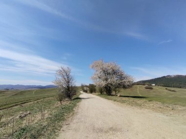 Bahar ağacı çiçek açıyor. Beyaz çiçek açan ağaç. Slovakya