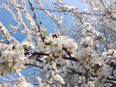 Bahar ağacı çiçek açıyor. Beyaz çiçek açan ağaç. Slovakya
