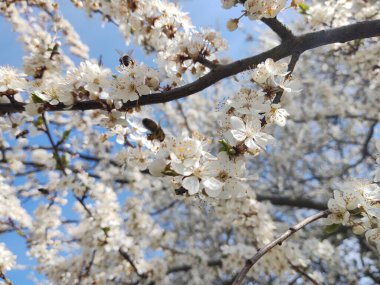 Bahar ağacı çiçek açıyor. Beyaz çiçek açan ağaç. Slovakya