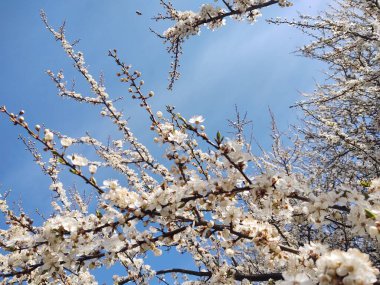 Bahar ağacı çiçek açıyor. Beyaz çiçek açan ağaç. Slovakya