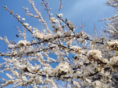 Bahar ağacı çiçek açıyor. Beyaz çiçek açan ağaç. Slovakya