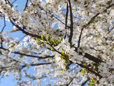 Bahar ağacı çiçek açıyor. Beyaz çiçek açan ağaç. Slovakya