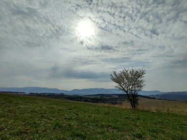 Bahar ağacı çiçek açıyor. Beyaz çiçek açan ağaç. Slovakya