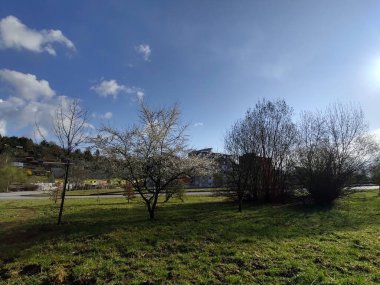 Bahar ağacı çiçek açıyor. Beyaz çiçek açan ağaç. Slovakya