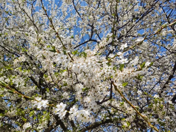 Frühlingsbaumblüte Weißer Blühender Baum Slowakei — Stockfoto