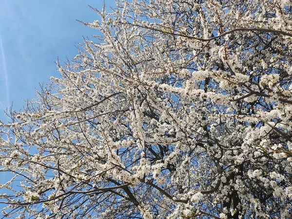 Vårens Träd Blommar Vitt Blommande Träd Slovakien — Stockfoto