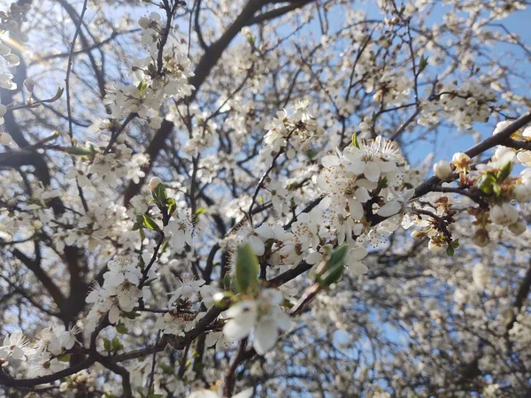 春の木の開花 白い花の木 スロバキア — ストック写真