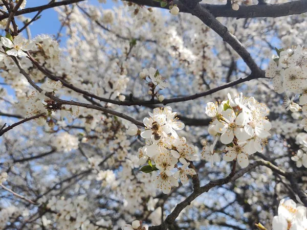 Floração Árvore Primavera Árvore Branca Eslováquia — Fotografia de Stock