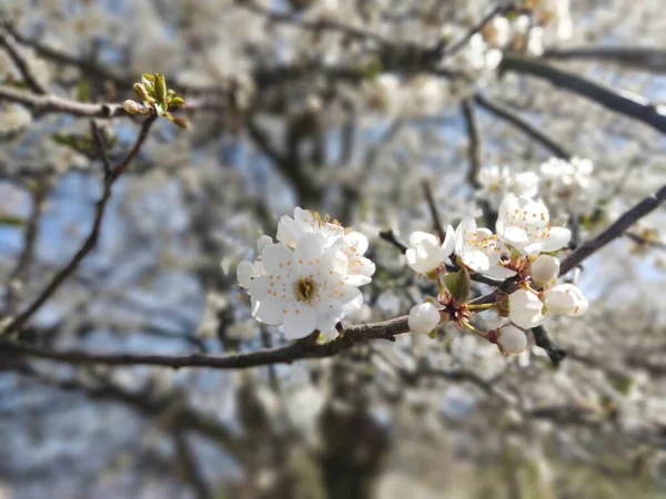 Floração Árvore Primavera Árvore Branca Eslováquia — Fotografia de Stock