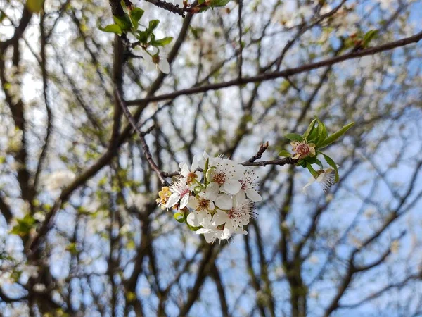 Frühlingsbaumblüte Weißer Blühender Baum Slowakei — Stockfoto