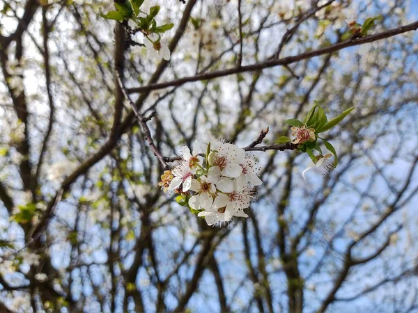 Spring Tree Flowering White Blooming Tree Slovakia — Stock Photo, Image