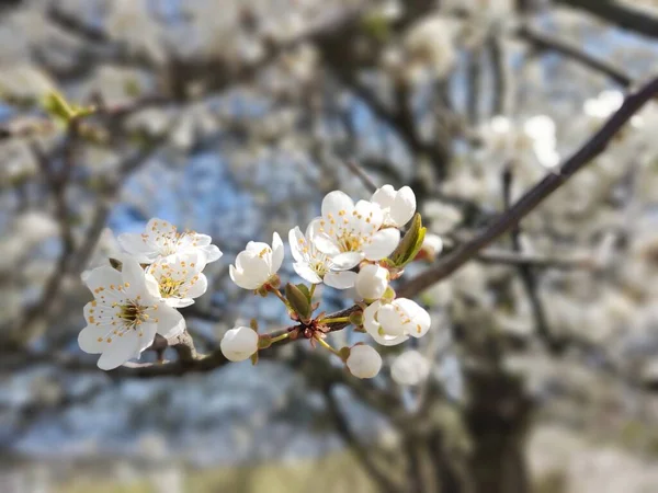 春の木の開花 白い花の木 スロバキア — ストック写真