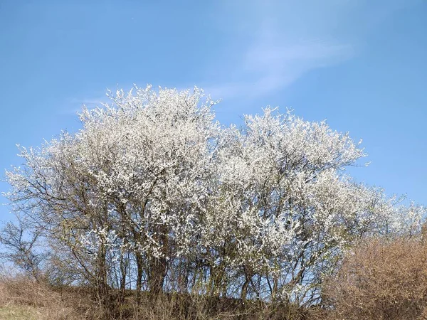 春の木の開花 白い花の木 スロバキア — ストック写真