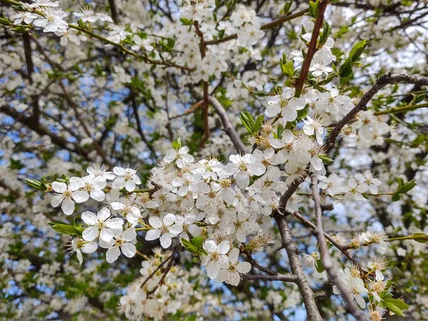 Voorjaarsboom Bloeiend Witte Bloeiende Boom Slowakije — Stockfoto