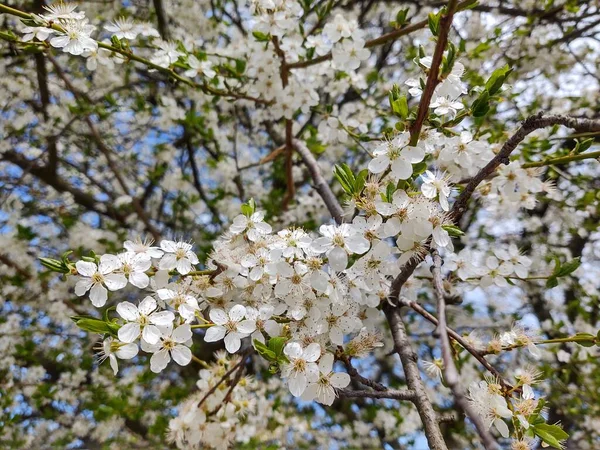 Voorjaarsboom Bloeiend Witte Bloeiende Boom Slowakije — Stockfoto