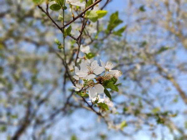 春の木の開花 白い花の木 スロバキア — ストック写真