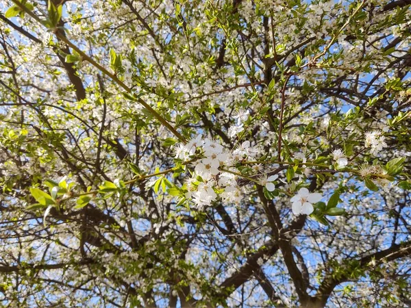 Spring Tree Flowering White Blooming Tree Slovakia — Stock Photo, Image