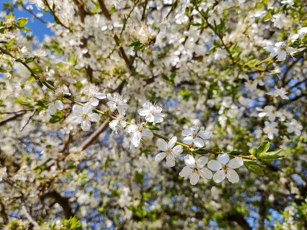 Floraison Printanière Arbre Fleurs Blanches Slovaquie — Photo