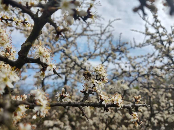 Floração Árvore Primavera Árvore Branca Eslováquia — Fotografia de Stock