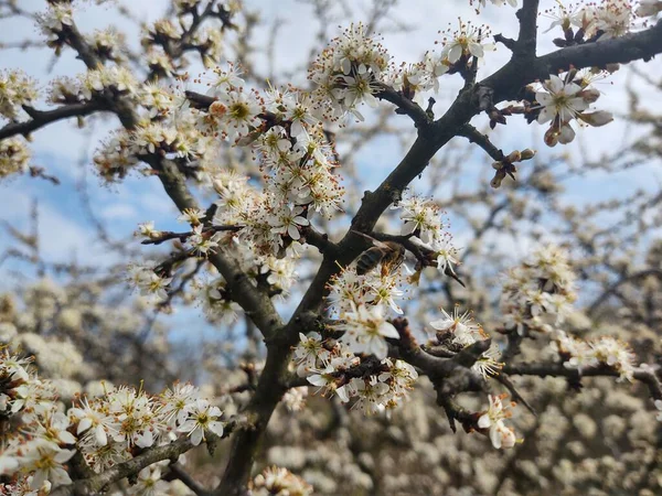 Floração Árvore Primavera Árvore Branca Eslováquia — Fotografia de Stock