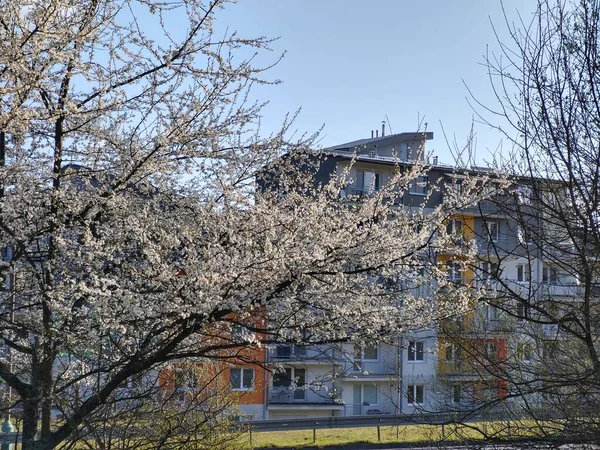 Vårens Träd Blommar Vitt Blommande Träd Slovakien — Stockfoto