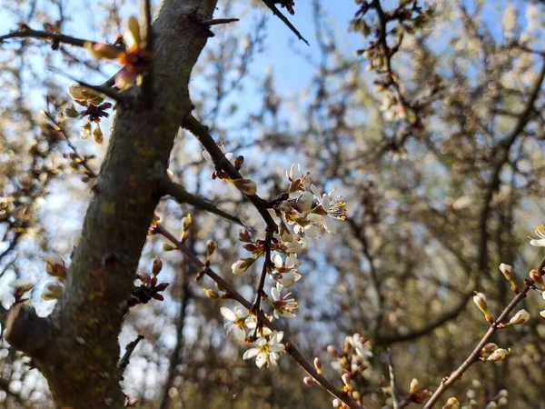 Floração Árvore Primavera Árvore Branca Eslováquia — Fotografia de Stock