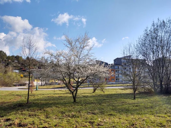 Voorjaarsboom Bloeiend Witte Bloeiende Boom Slowakije — Stockfoto