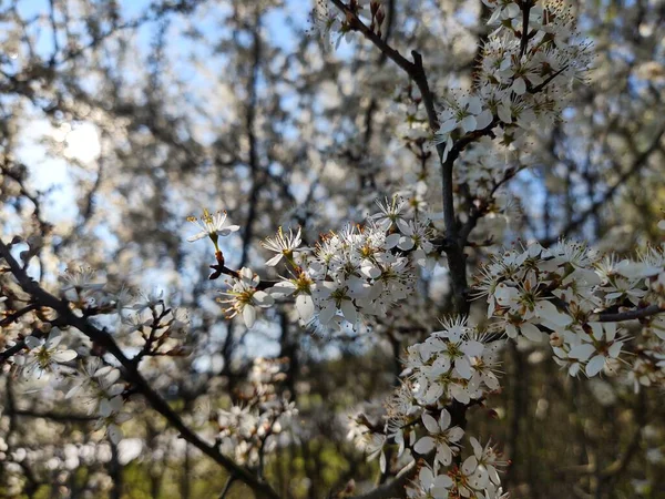 Albero Primaverile Fiore Albero Bianco Fiorito Slovacchia — Foto Stock