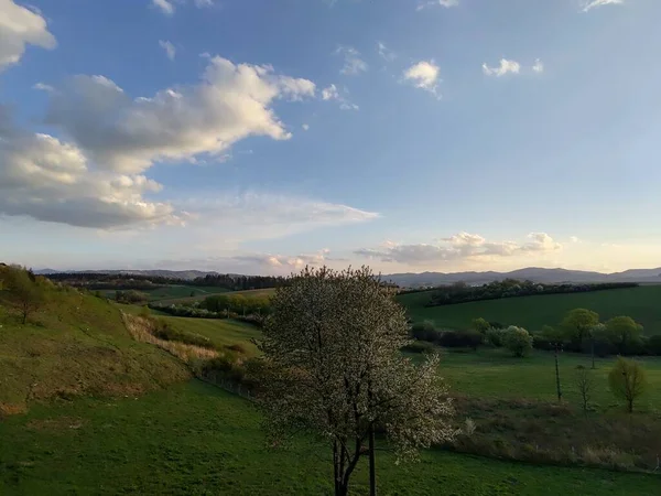 Floración Del Árbol Primavera Árbol Blanco Floreciente Países Bajos — Foto de Stock