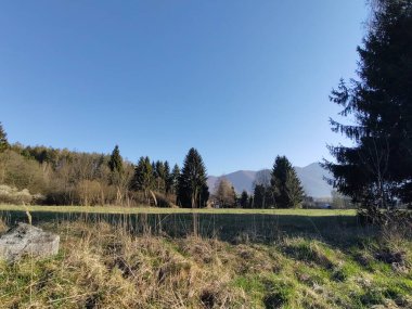 Ağaçlar ve yeşil otlarla kaplı dağ manzarası 