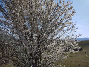 İlkbaharda çiçek açan ağaç. Yakın çekim.