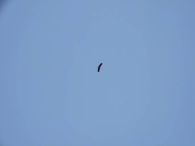 Kuş arka planda gökyüzünde uçuyor