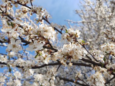 İlkbaharda çiçek açan ağaç. Yakın çekim.