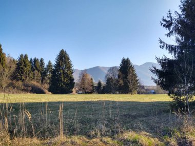 Ağaçlar ve yeşil otlarla kaplı dağ manzarası 
