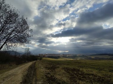 Orman ve ağaçlarla dolu yaz manzarası