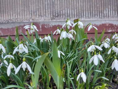 Beyaz kruvazör yakın çekim