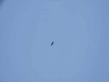 Kuş arka planda gökyüzünde uçuyor