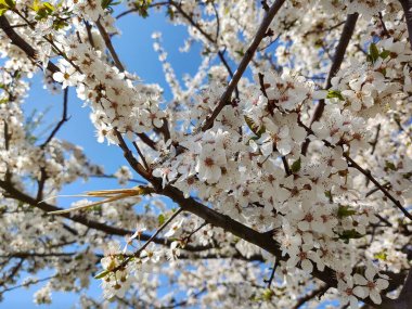 İlkbaharda çiçek açan ağaç. Yakın çekim.