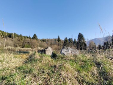 Orman ve ağaçlarla dolu yaz manzarası