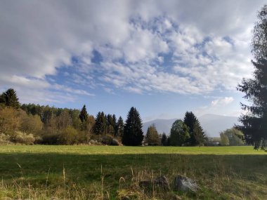 Orman ve ağaçlarla dolu yaz manzarası