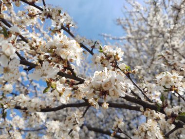 İlkbaharda çiçek açan ağaç. Yakın çekim.