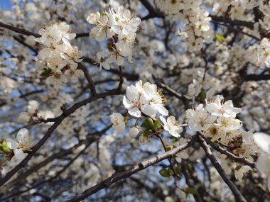 İlkbaharda çiçek açan ağaç. Yakın çekim.