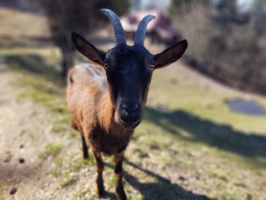 Çiftlikteki keçiyi yakın çekim
