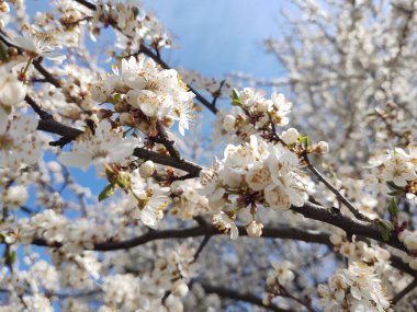 İlkbaharda çiçek açan ağaç. Yakın çekim.