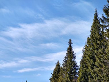 köknar ağaçları ve bulutlarla kaplı dağ manzarası