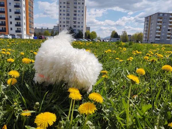 Aranyos Fehér Kutya Szabadban Parkban — Stock Fotó