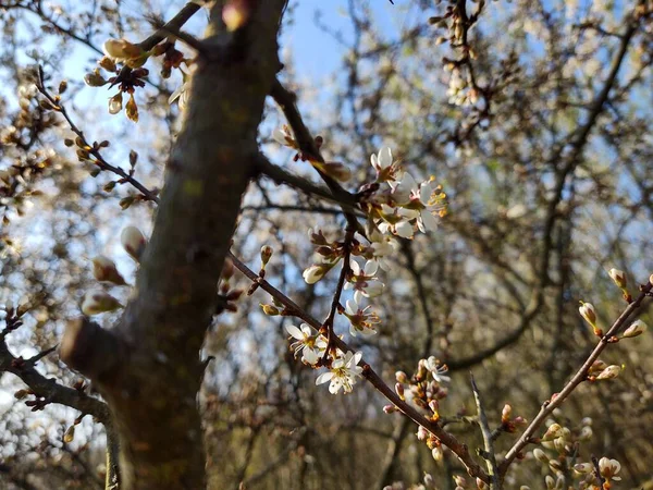 Árvore Florescente Flor Primavera Fechar Tiro — Fotografia de Stock