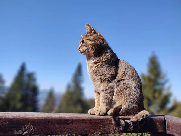 Şirin Kedi Bankta Yatıyor Yakın Çekim — Stok fotoğraf