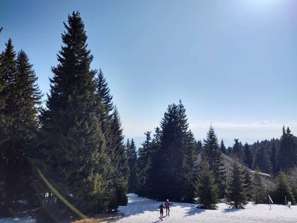 Зимний Пейзаж Заснеженными Деревьями — стоковое фото